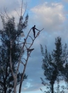 Jumper from a tree at Ricks Cafe in Jamaica