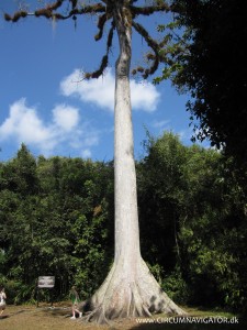 Ceiba. The holy tree of life and Guatemala's national tree