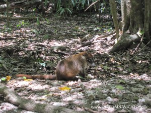 Coatimundi racoon at Tikal