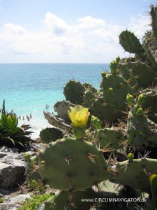 Cactus at Tulum