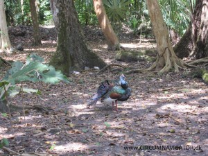 Ocellated turkey at Tikal