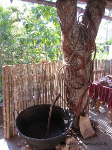 Rubber tree at museum near Tikal