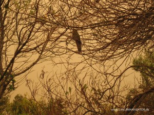 Ara in yellow smoke at Lakes Entrance, Australia