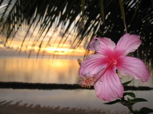 Hisbiscus flower at sunset on Moorea