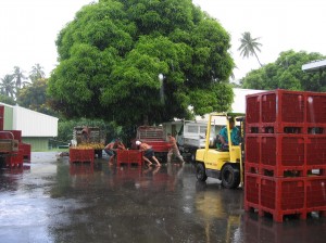 Workers unloading pineapples at juice factory on Moorea