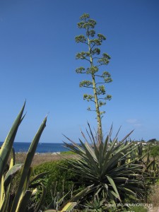 agave flower Menorca