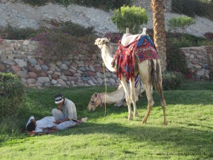 camels in Egypt