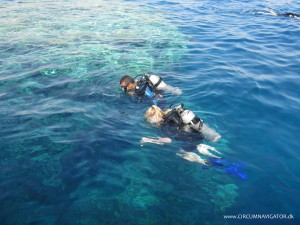 scuba diving in the Red Sea