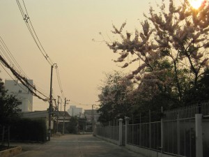 blooming trees on Galae Thong road